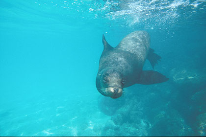 Lion de mer des Galapagos, naade aux dents longues...